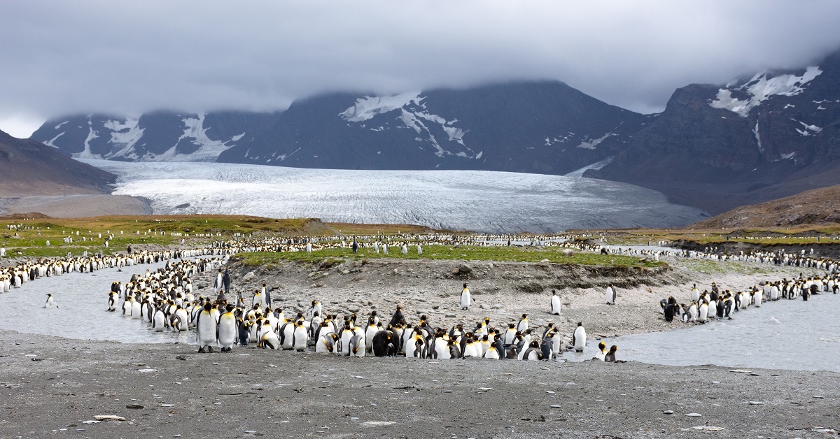 9 Explanations To Pay a go to to The Island Of South Ga On Your Tour To Antarctica